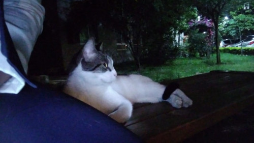 Michu