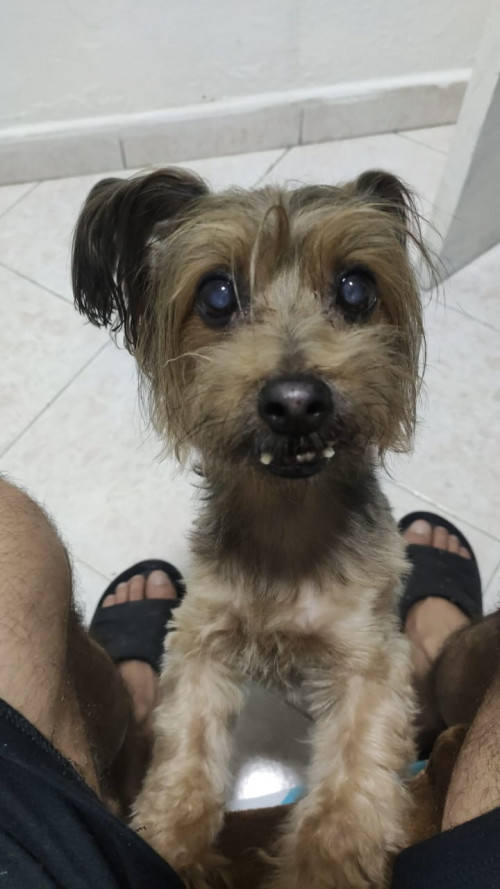 Suri