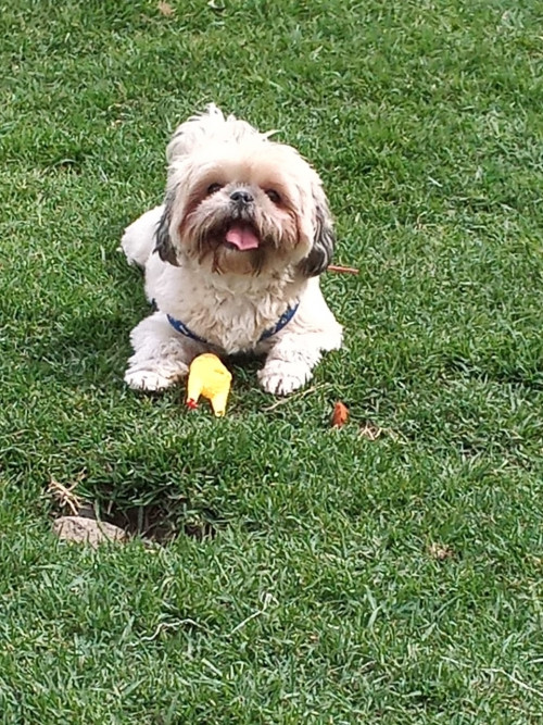 Benji