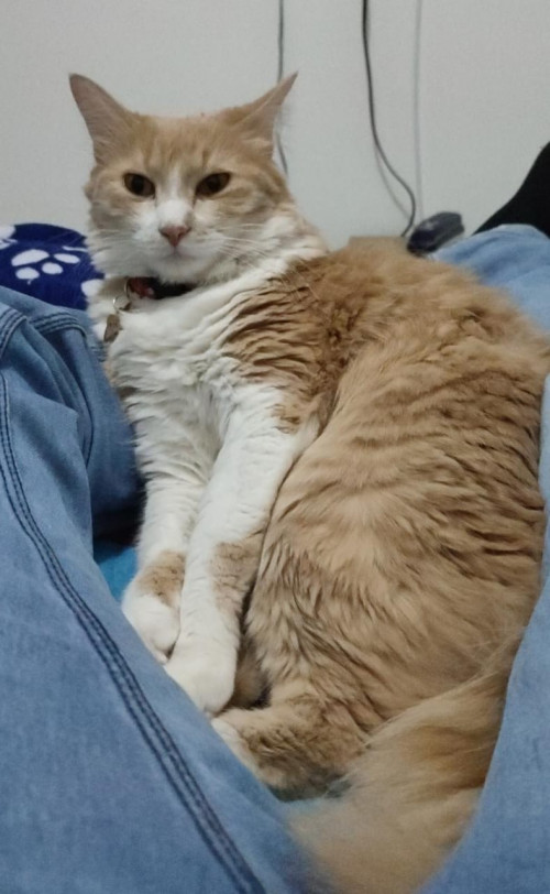 Nala
