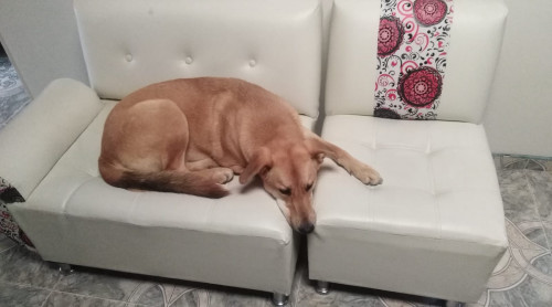 Chiqui