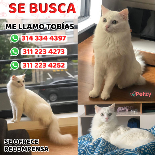 Foto de mascota Tobías