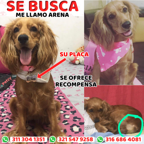 Foto de mascota Arena