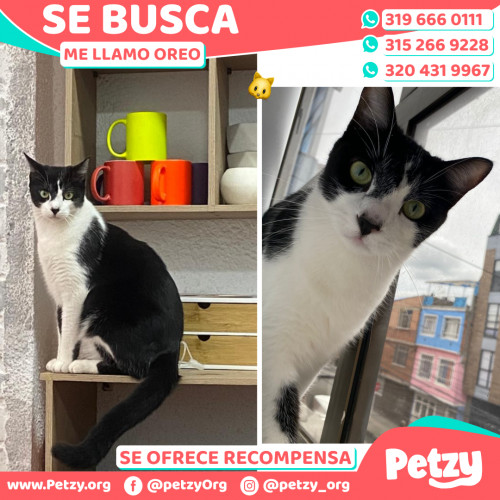 Foto de mascota Oreo