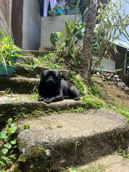 Tofu