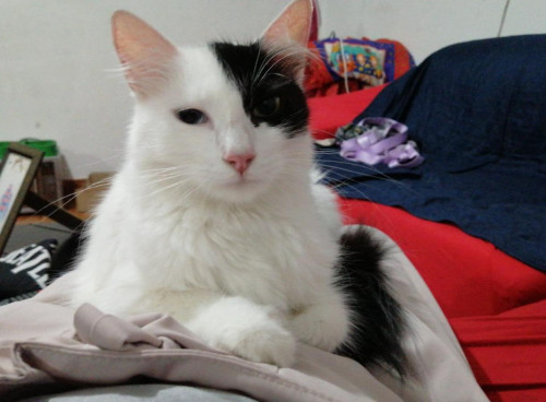 Milú