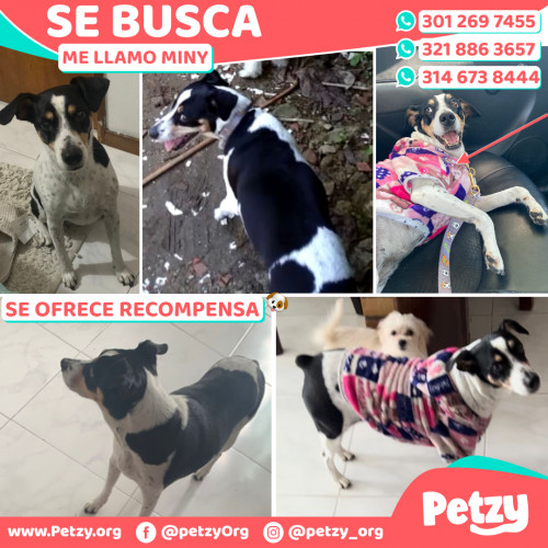 Foto de mascota Miny