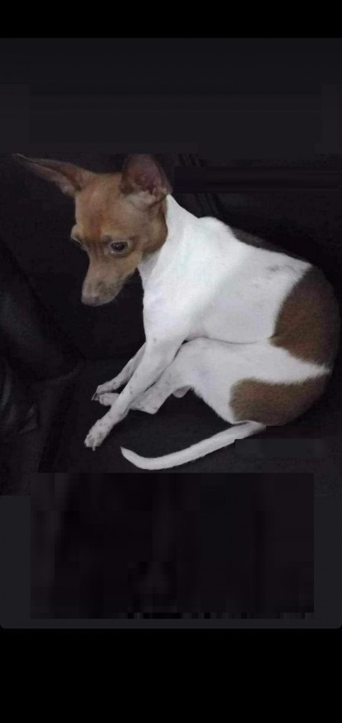 Niño