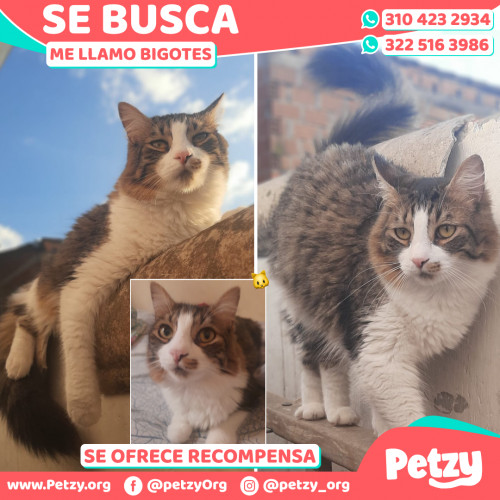 Foto de mascota Bigotes