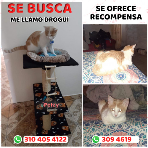 Foto de mascota Drogui