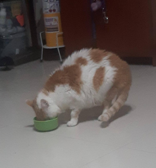 Tora