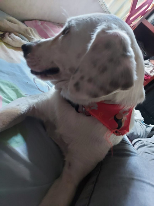Kira