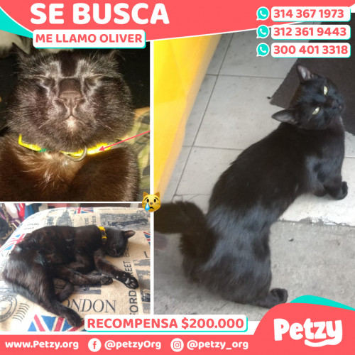 Foto de mascota Oliver