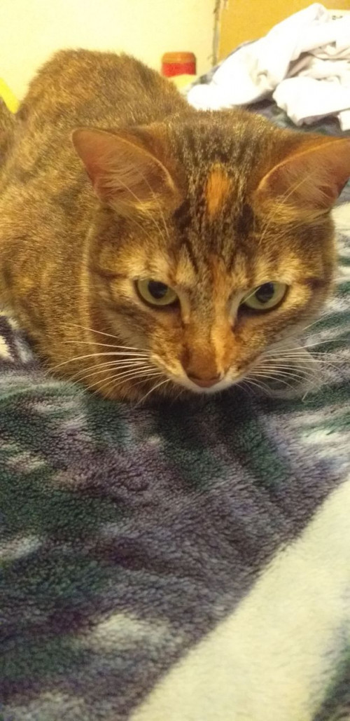 Brandy