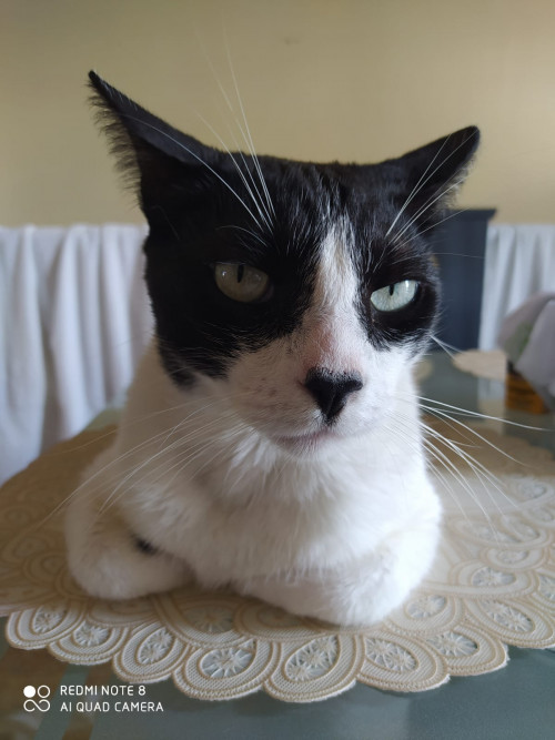 Simon