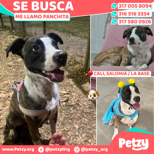 Foto de mascota Panchita