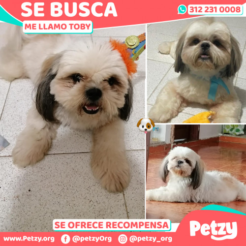 Foto de mascota Toby