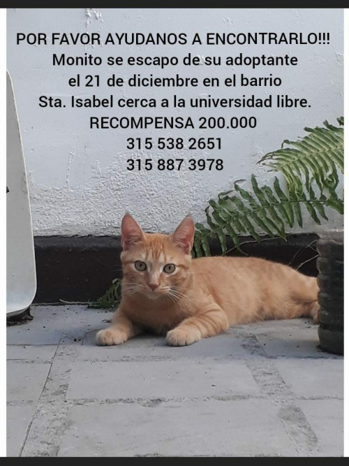 Monito