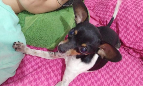 Lilo