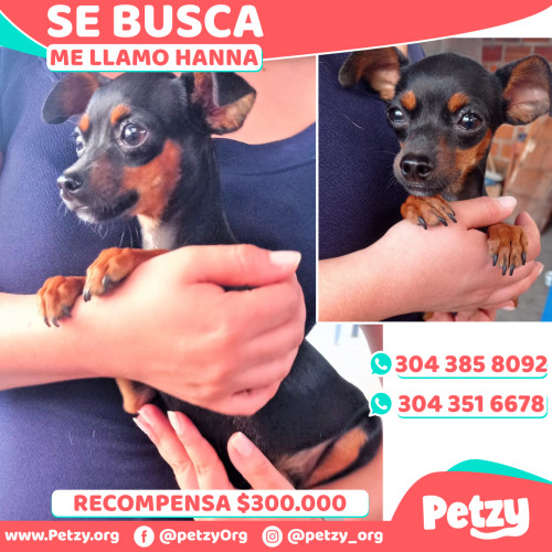 Foto de mascota Hanna