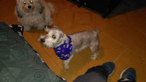 Tobi