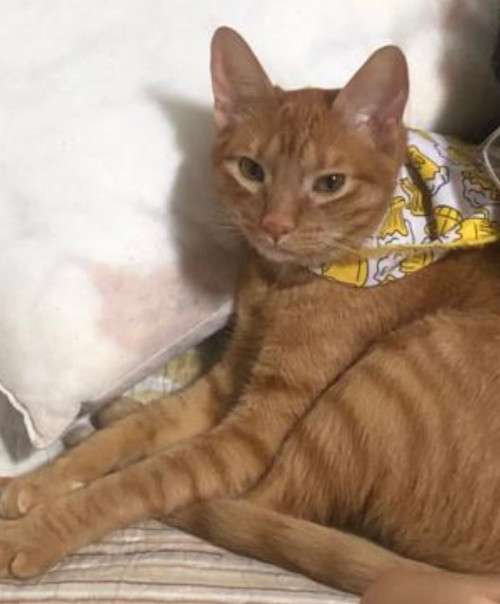 Lorenzo