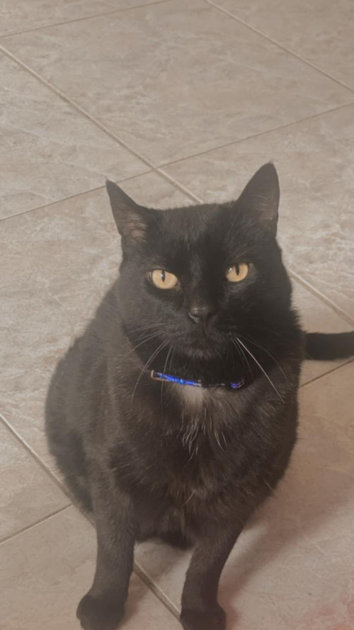 Blacky