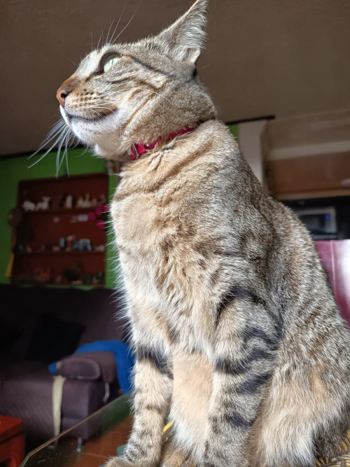 Estrella