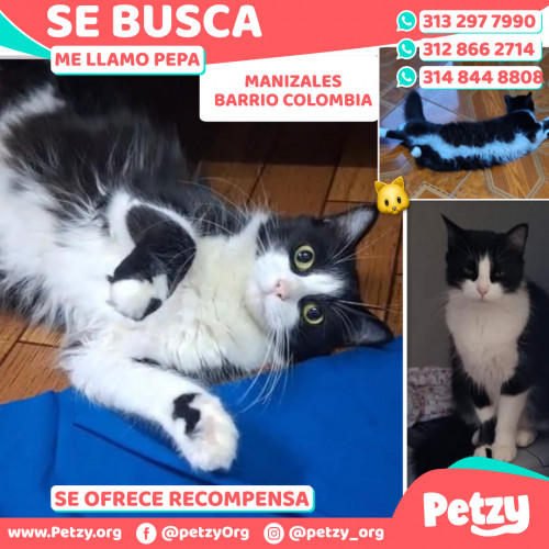 Foto de mascota Pepa