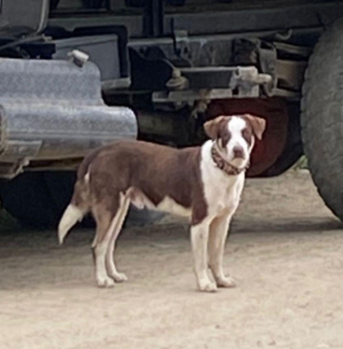 Tyson