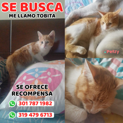 Foto de mascota Tobita