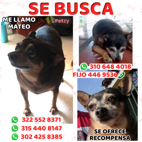 Foto de mascota Mateo