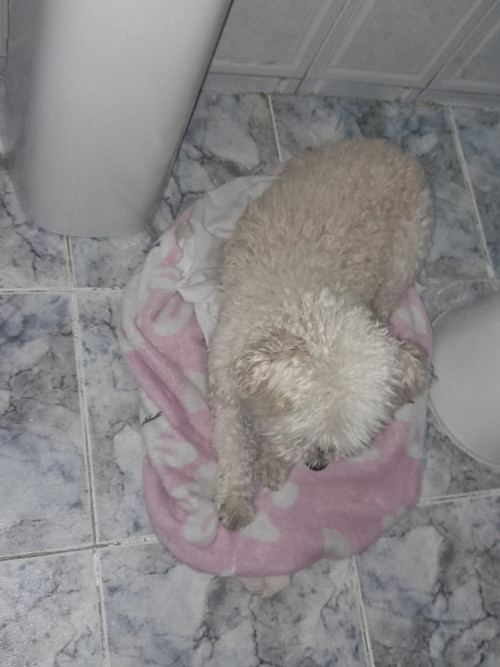 Muñeca