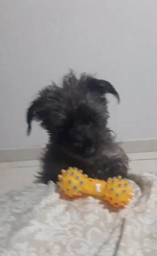 Pilina