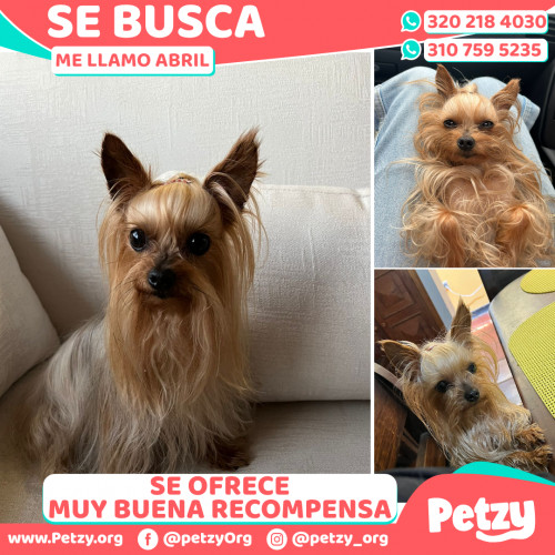 Foto de mascota Abril