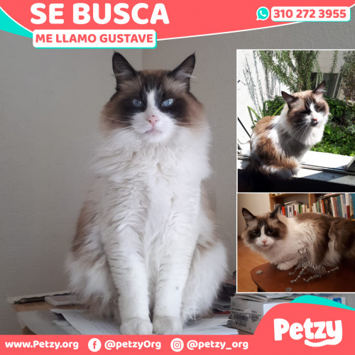 Foto de mascota Gustave