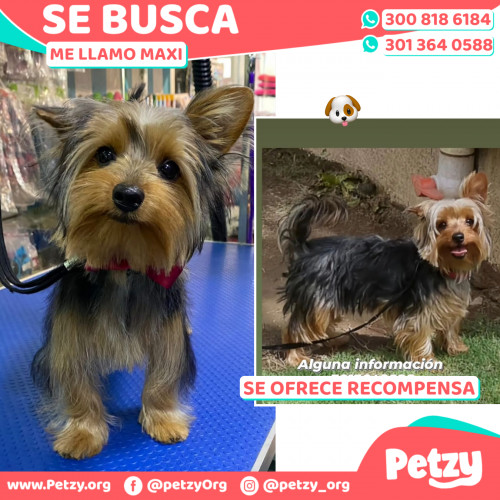 Foto de mascota Maxi