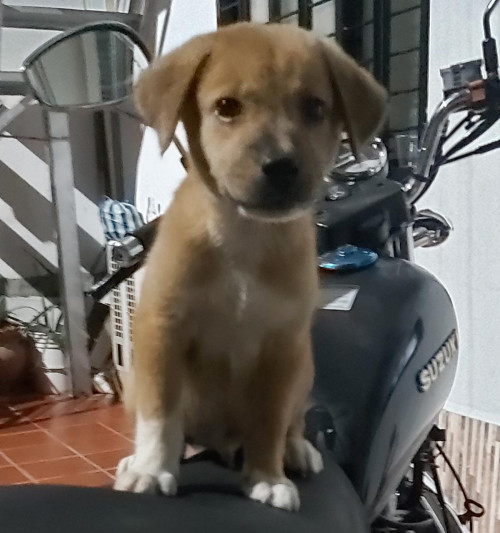 Murdock