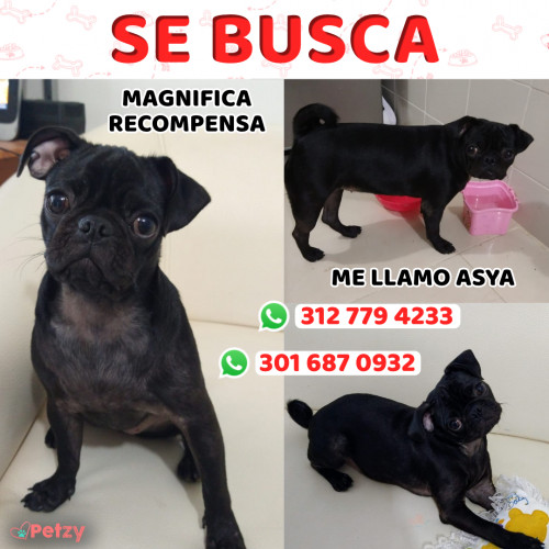 Foto de mascota Asya