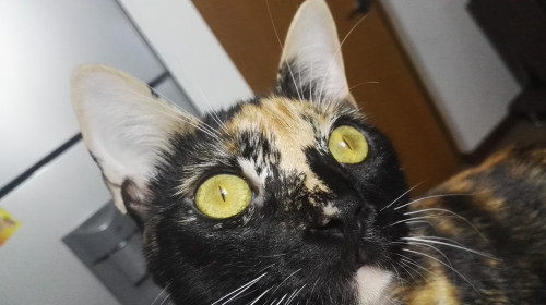 Cuki