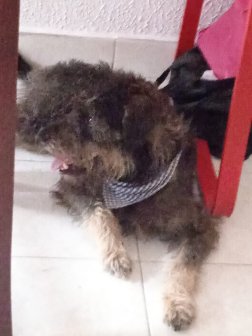 Toby