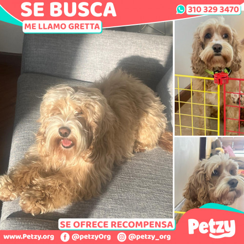 Foto de mascota Gretta