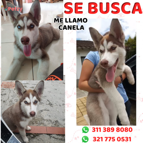 Foto de mascota Canela