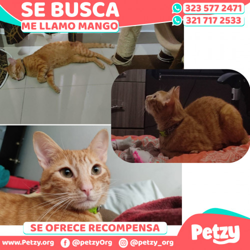 Foto de mascota Mango