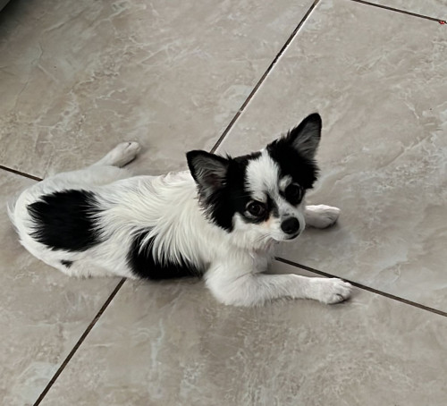 Mapache