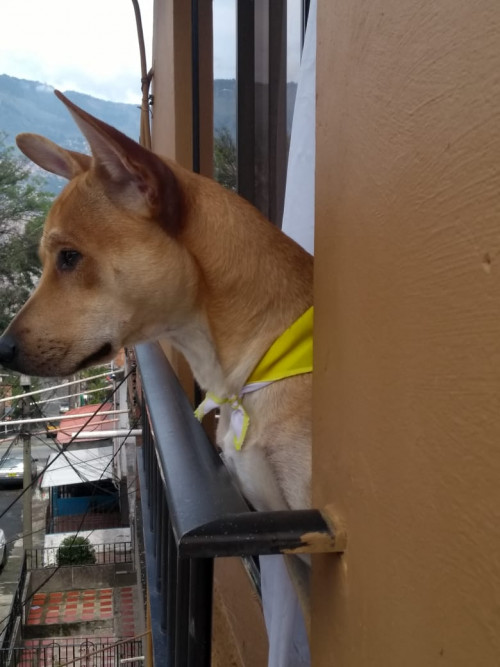 Bruno
