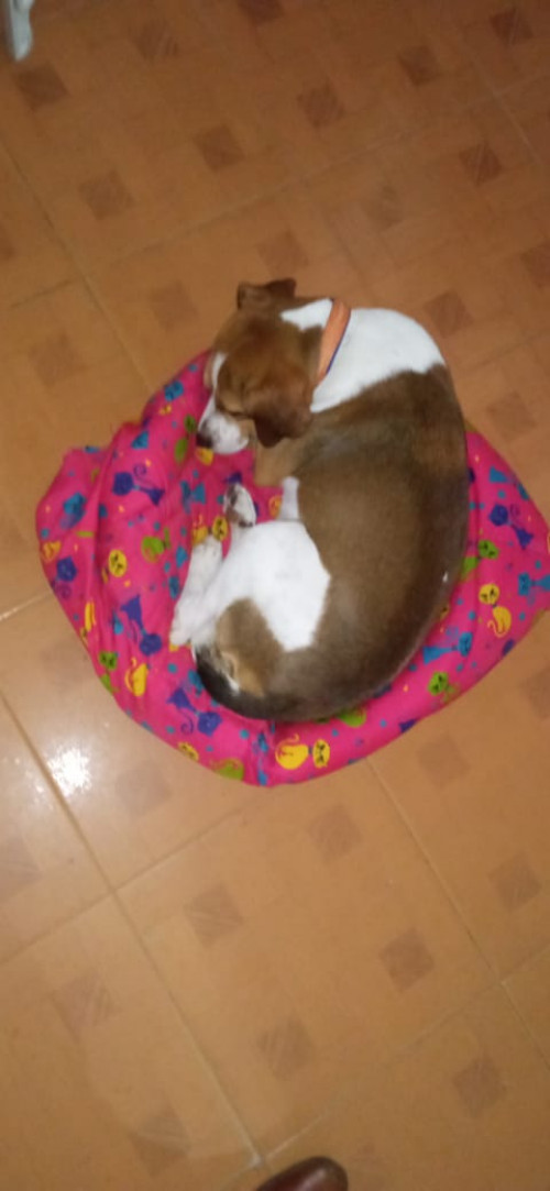 Igor