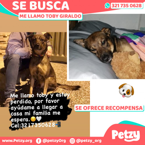 Foto de mascota Toby Giraldo