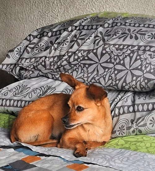 Panela