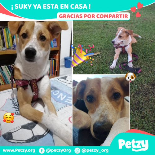 Foto de mascota Suky